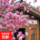 玉蘭花樹(shù)苗帶花苞盆栽適合家門(mén)口種的大樹(shù)庭院耐寒紫白廣玉蘭花卉 【紫玉蘭】2cm粗，高度1.2米左右