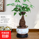 何首烏盆栽盆景老樁植物根球盆景爬藤植物中草藥植物盆栽盆景 何首烏（20年根球）+鳥(niǎo)語(yǔ)花香陶20-30cm高