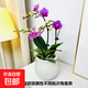 粉色蝴蝶蘭花卉年宵花盆栽好養(yǎng)春節(jié)送禮氛圍擺件室內(nèi)綠植桌面植物 粉色蝴蝶蘭3花劍組合裝【帶塑料盆栽好】 蝴蝶蘭桌面款