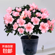 杜鵑花盆栽四季好養老樁樹(shù)苗帶花苞室內室外陽(yáng)臺花卉鮮花苗綠植物 大苗杜鵑花粉色（原盆） 帶盆栽好