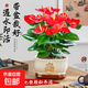 紅掌盆栽綠植室內天堂鳥(niǎo)植物白掌花卉好養除甲醛四季開(kāi)花凈化空氣 特A紅掌40-50cm招財進(jìn)寶米瓷盆