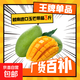 越南進(jìn)口玉芒熱帶時(shí)令水果特大芒果現摘大果鮮甜多汁生鮮水果 帶箱3斤裝