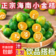 新鮮海南金桔小青桔青柑皮薄應當季生鮮水果奶茶店檸檬產(chǎn)地直發(fā)S 【帶箱2斤】海南小金桔