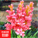 重瓣晚香玉種球大花球根濃香型多年生夜來(lái)香切花陽(yáng)臺庭院花卉盆栽 紅色3個(gè)芽【新手易種】