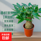 發(fā)財樹(shù)盆栽水培桌面綠植物工位擺件招財辦公室內送禮花卉源頭直發(fā) 大號單桿發(fā)財樹(shù)【原盆】送肥料