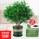 正宗清香胡椒木盆栽花卉室內驅蟲(chóng)驅蚊草綠植物樹(shù)苗老樁盆景九里香 【四季常青】6年清香木大苗（加侖盆）+陶粒+肥料