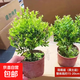 小葉赤楠盆栽中式盆景綠植辦公室書房金絲楠木老樁苗花卉室內(nèi)好養(yǎng) 精品小葉赤楠+原生盆