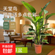 天堂鳥(niǎo)盆栽綠植大型室內客廳花卉大葉植物辦公室好養活四季鶴望蘭 1.4-1.8米天堂鳥(niǎo)基地原盆
