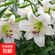 百合花種球香水百合四季開(kāi)花好養活花卉植物室內外花苗盆栽花種子 白色【精選百合5種球】包活