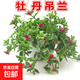 牡丹吊蘭盆栽 四季開花陽臺(tái)垂吊植物帶花凈化空氣綠植 花苗盆栽 牡丹吊蘭1盆