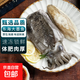 大墨魚(yú) 魚(yú) 鮮活冷凍舟山海捕東海特大目魚(yú)烏賊海鮮水產(chǎn)非墨魚(yú)仔 墨魚(yú) 5斤(凈重)