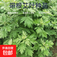 艾草種苗帶根新鮮艾葉香草遏草驅(qū)蚊陽臺盆栽四季種植盆栽地栽苗 帶根艾草苗5棵/送肥料