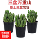 多肉植物萬(wàn)重山綠植客廳辦公桌面盆栽仙人掌組合花卉仙人球 原盆原土發(fā)貨【1顆苗】+肥料