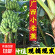 【產(chǎn)地直發(fā)】廣西小米蕉現(xiàn)摘新鮮水果沐風(fēng)酸甜拇指蕉自然成熟 小米蕉青蕉發(fā)貨 帶箱 1斤