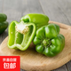 山東青圓椒綠彩椒甜椒新鮮蔬菜源頭直發(fā) 4.5斤 裝