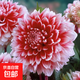 四季種大麗花種子易活開(kāi)花不斷庭院種植盆栽植物花種子桌面花卉 大麗花種子【5包988?！? title=