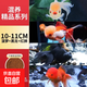 金魚(yú)活魚(yú)不加溫冷水魚(yú)觀(guān)賞魚(yú)淡水魚(yú)活體草金魚(yú)苗小金魚(yú)好養寵物魚(yú) 10-11cm紅獅+黑龍睛+菠蘿獅各1條