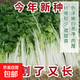白玉香芹種子白桿香芹菜種籽白梗芹菜四季南北陽臺盆栽種蔬菜種子 白玉香芹種子 5包約5000粒