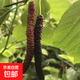 桑葚樹(shù)苗無(wú)籽大十臺灣長(cháng)果果桑苗桑椹苗桑葚苗地栽盆栽占地果樹(shù)苗 臺灣長(cháng)果地徑2cm左右 1棵 苗高30CM左右
