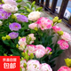 洋桔?；ǚN子四季播種易成活開(kāi)花室內室外盆栽地栽玫瑰花種子 混色洋桔梗種子1000粒+肥料1包