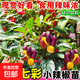 辣椒種苗朝天椒小米椒薄皮椒長(cháng)線(xiàn)椒燈籠椒甜椒五彩椒螺絲椒蔬菜秧 五彩椒苗 3棵