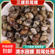 三螺剪尾清水田螺新鮮螺螄無(wú)泥無(wú)沙人工精選石螺美味夜宵炒螺螄 大號剪尾螺5斤裝