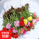 太陽花重瓣苗枝條盆栽混色大花帶根帶花苞室內(nèi)花卉綠植好活易養(yǎng) 帶根帶花苞【混色】重瓣太陽花 20棵（送肥料） 裸根不帶土