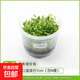 共度（Gong Du）小白前景草無(wú)菌杯水草造景魚(yú)缸迷你日本矮珍珠趴 日本矮珍珠無(wú)菌杯一杯