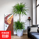 大型盆栽各種植物發(fā)財(cái)樹(shù)金錢(qián)樹(shù)綠蘿慶典喬遷盆景綠植辦公室內(nèi)客廳 雙層龍血樹(shù)1.3-1.5米【菱形盆】 含盆