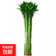 【帶根富貴竹轉(zhuǎn)運竹龍竹】招財水培植物客廳彎竹開運竹子盆栽花卉 50-55cm多頭龍竹--6支