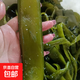 大連 鮮海帶 鹽漬裙帶菜梗  鹽漬海白菜裙帶菜蝦皮湯火鍋食材 鹽漬裙帶菜梗3斤