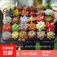 多肉植物組合3-5厘米卷好盆栽耐干旱好養(yǎng)新手基地玉露綠植盆栽 【28棵多肉有名字】14個(gè)品種