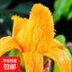 京喜加海南小臺芒果 皮薄肉厚【農家果園現發(fā)】 單果60g+ 3斤裝 凈重