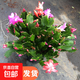 多色蟹爪蘭花苗盆栽帶花苞四季開(kāi)花重瓣螃蟹抓蓮好養易活室內花卉 【精品原盆土25-30棵】紅紫雙色（當年開(kāi)花）+肥 含盆