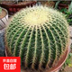 怡泉池金琥 大號(hào) 超大仙人球 金冠 辦公桌盆栽植物防輻射 直徑15公分左右送專用肥 不含盆