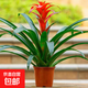 【鴻運(yùn)當(dāng)頭】年宵花?鳳梨花盆栽四季開(kāi)花植物室內(nèi)客廳陽(yáng)臺(tái)觀花 鴻運(yùn)當(dāng)頭大紅心+培育原盆+肥料