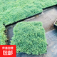 佛甲草苗屋頂綠化草皮坪金葉黃金佛甲草萬(wàn)年草景天過(guò)路黃常青植物 中華景天方盆40*40一平方6盆 含盆