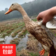 科迪爾 溪水散養農村土鴨子1kg/只 生鮮土鴨批發(fā)鴨肉食材冷凍冷鮮 【散養土鴨1只】?jì)糁?斤 【無(wú)掌翅/無(wú)內臟】