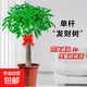 大型植物發(fā)財樹(shù)各種大顆盆栽開(kāi)業(yè)喬遷客廳辦公室內好養大型綠植 獨桿發(fā)財樹(shù)1.1-1.2米(不含盆)