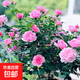 果汁陽臺月季花苗四季開花卉盆栽綠植物室內(nèi)花易活玫瑰帶花苞庭院 鈴之妖精【中花濃香，月月開分枝多】 【帶花苞】【盆口徑15cm】原盆冠25高35