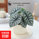 北歐白犀牛海芋客廳辦公室室內桌面盆栽熱帶簡(jiǎn)單四季好養綠植盆栽 白犀牛配提拉米蘇陶瓷盆（整體高度約20cm）