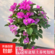 三角梅盆栽帶花劍樹苗室內(nèi)陽臺重瓣飄枝垂絲老樁四季開花爬藤花卉 【帶花發(fā)貨 收到即賞】云南紫大苗 45-50cm左右（原盆帶土發(fā)貨）