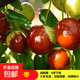 棗樹樹苗特大冰糖冬棗沾化冬棗果樹苗棗樹苗南方北方種植盆地栽苗 沾化冬棗5年苗【當(dāng)年結(jié)果】