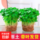 銅錢草水培植物大葉水栽魚缸水養(yǎng)綠植金錢草小水草客廳室內(nèi)外花卉 銅錢草盆栽（2盆）