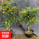 金桔盆栽樹(shù)苗脆皮金桔樹(shù)苗橘子苗庭院陽(yáng)臺地栽果樹(shù)苗果期帶果發(fā)貨 6年苗
