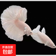 【泰國進(jìn)口精品斗魚】觀賞魚苗金魚熱帶好養(yǎng)耐活體淡水半月婚紗魚 粉白一公一母繁殖組