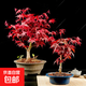 紅楓盆景樹苗日本紅楓中國(guó)紅楓紅舞姬老樁盆景客廳室內(nèi)盆栽植物 根莖2cm粗盆景苗【原土】