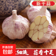 山東大蒜【中果】新鮮干蒜紫白皮大蒜農(nóng)家新蒜頭生鮮蔬菜調(diào)味辛辣 大蒜中果3.5-4.5cm【凈重 100g 】