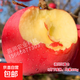 煙臺紅富士2001脆甜蘋(píng)果樹(shù)苗嫁接蘋(píng)果苗南方北方種植當年結果 洛川脆甜蘋(píng)果【5年苗當年結果】 81cm(含)-110cm(含)