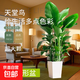天堂鳥(niǎo)盆栽綠植大型室內客廳花卉大葉植物辦公室好養活四季鶴望蘭 1.4-1.8米天堂鳥(niǎo)白色梯形盆